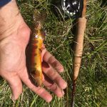 Golden on 1wt Snowbee Prestige rod