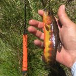 Golden on Tenkara